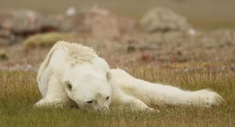 Из-за таяния льдов белые медведи не могут охотиться на нерп и морских львов