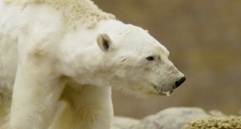В Канаде запрещено подкармливать белых медведей, но, даже преступив закон, природозащитники только бы оттянули на некоторый срок неизбежное