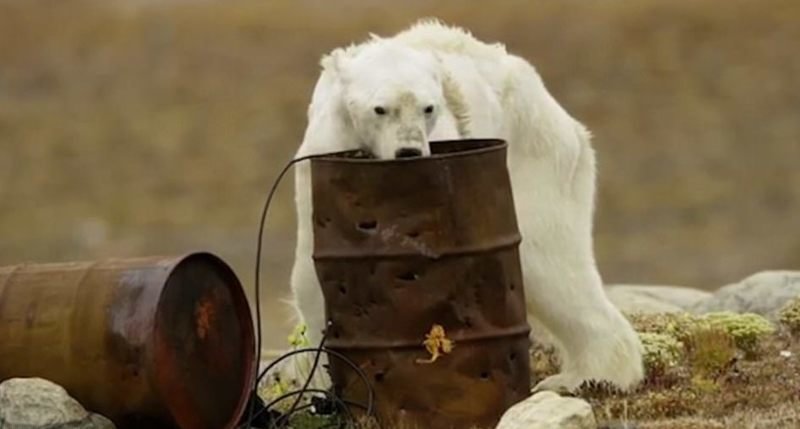 Экологи предупреждают, что белые медведи исчезнут в скором времени, если человечество не остановит выбросы парниковых газов и не начнет бороться за спасение этих хищников