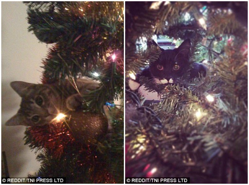 Эти коты подарят вам добрую порцию новогоднего настроения!
