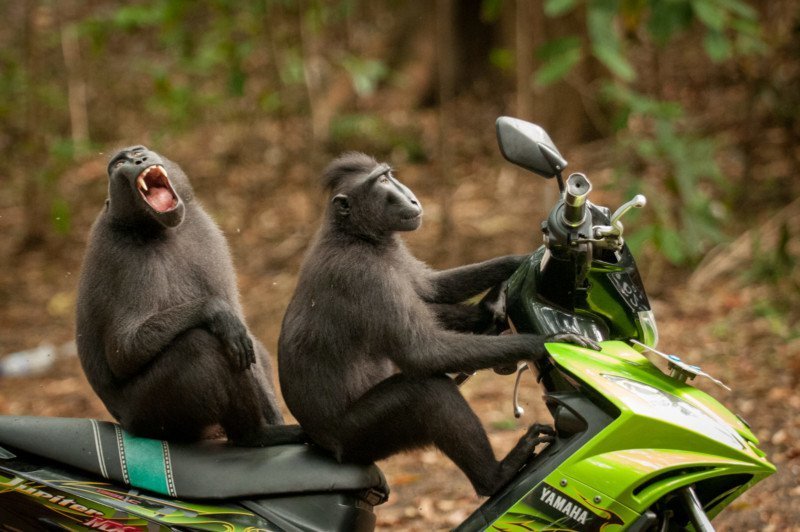 18. Побег обезьян. Погнали! (фото: Кэти Лавек Фостер)