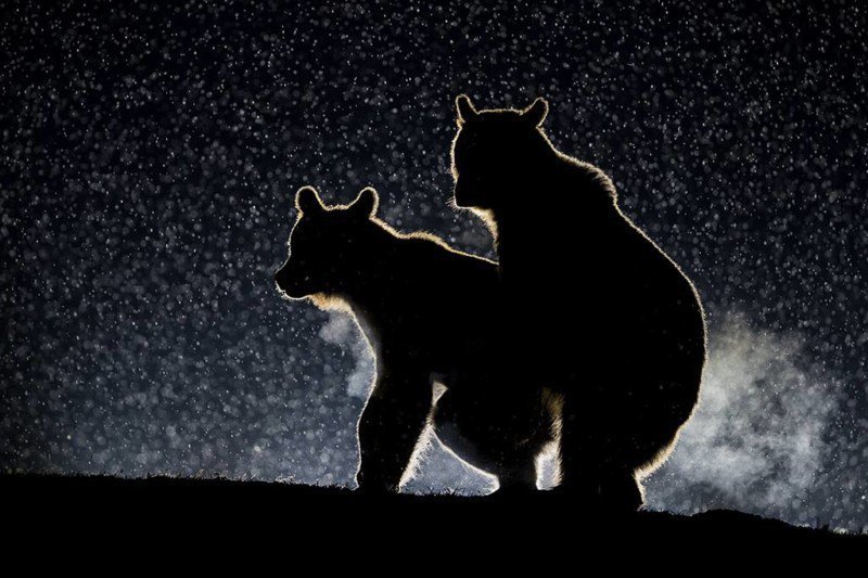 15. Застукали! Свидание медведей (фото: Бенс Мате)