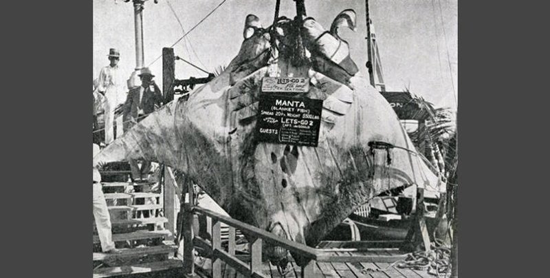 В 1932 году американский капитан Джей Гулд поймал гигантского ската (манту)