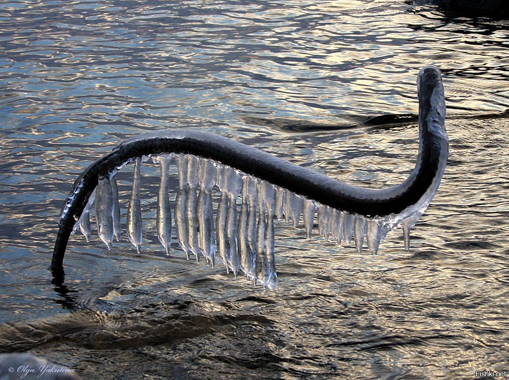 Водяная змейка. Масковая водяная змея. Ледяная змея. Змей на Байкале.