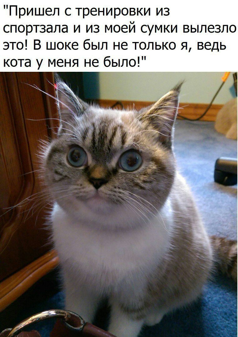 Коты мемы картинки с надписями