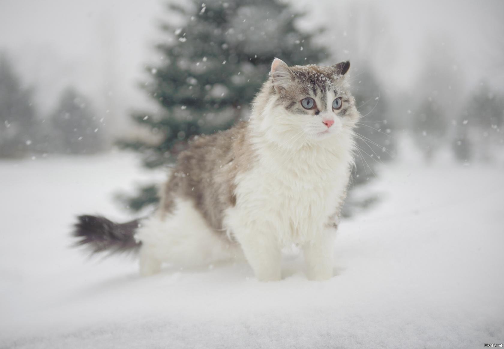 Зимняя кошка. Аляскинский снежный кот. Аляскинский Сноу Кэт. Порода кошек Аляскинский снежный кот. Пушистый кот в снегу.