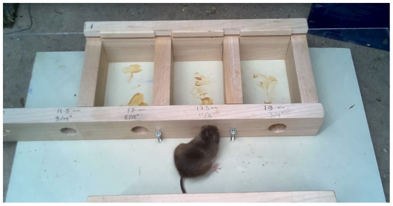 Эксперимент: в сколь малое отверстие способна пролезть мышь