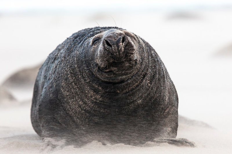 Серый тюлень в песчаной буре
