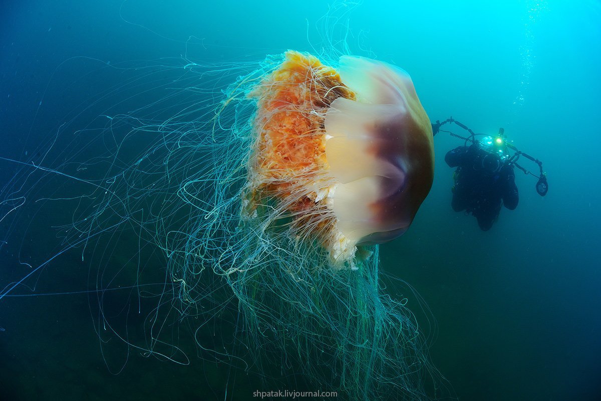 Медузы ледовитого океана. Арктическая медуза цианея. Медуза волосистая цианея. Арктическая гигантская медуза цианея. Полярная медуза цианея.