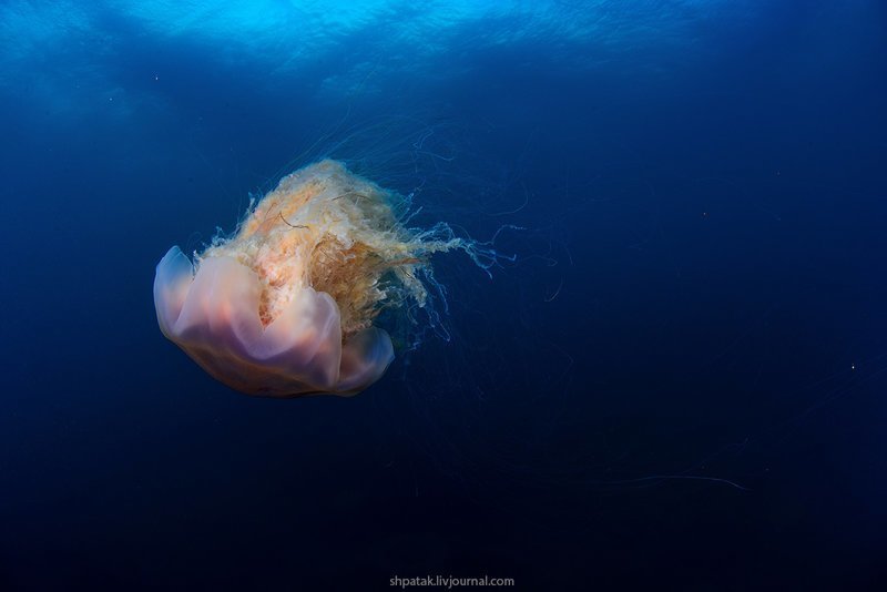 Большие медузы в октябре