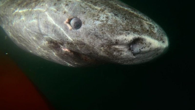 Ученые нашли живую акулу, которой 512 лет