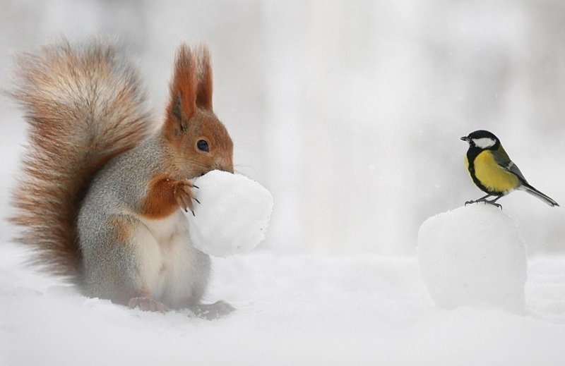 Мужчина спрятал орех в снежок, и белка тут же учуяла лакомство