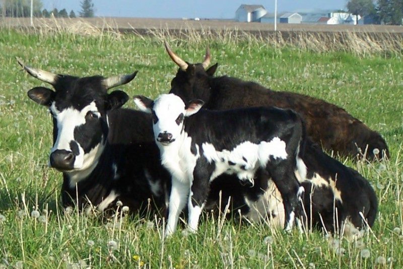 Настоящие, но очень маленькие: фермер гордится своими коровками