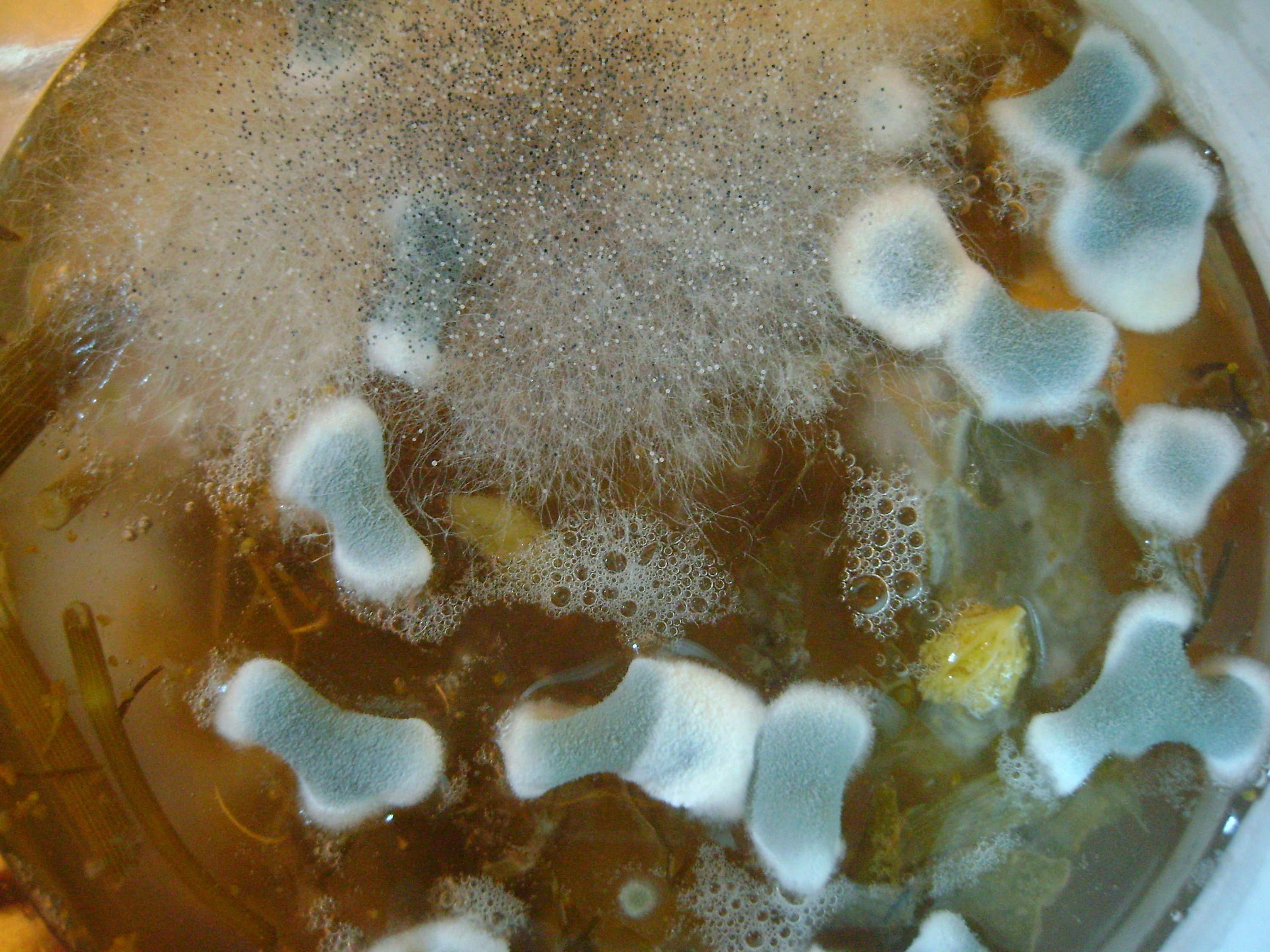 Пятна плесени. Aspergillus parasiticus. Плесневые грибы микоз. Белая плесень.