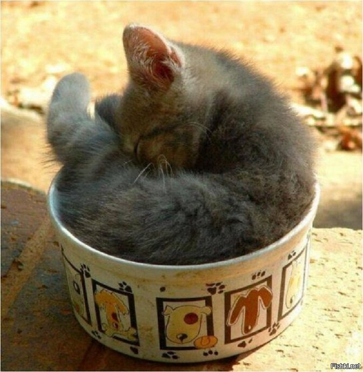 Жидкие Кошки Фото