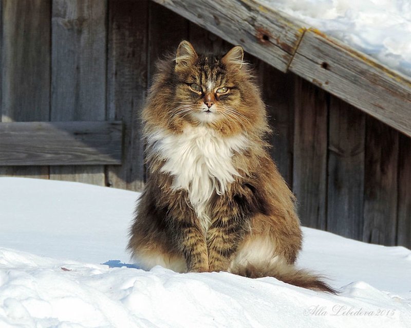 Кошландия — огромная семья сибирских кошек, живущая в Барнауле