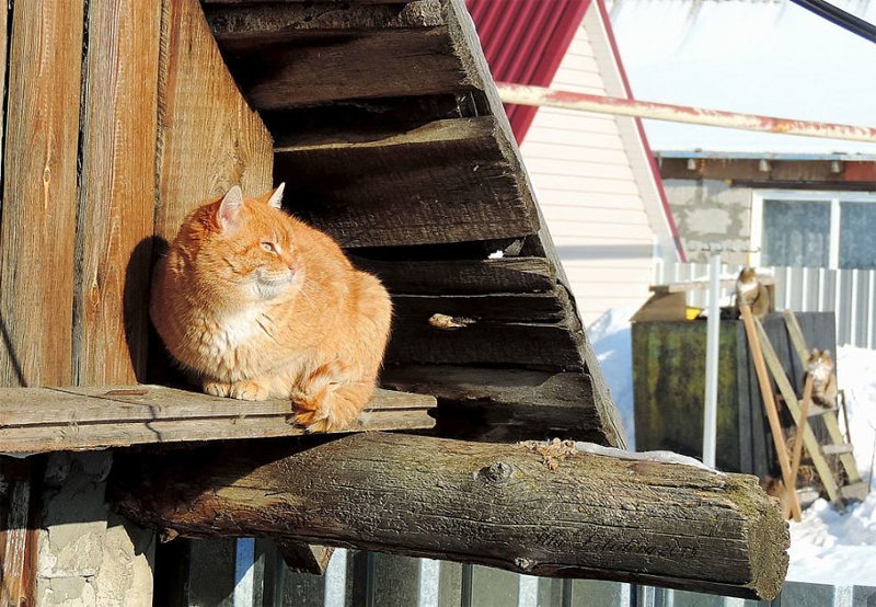 Кошландия — огромная семья сибирских кошек, живущая в Барнауле