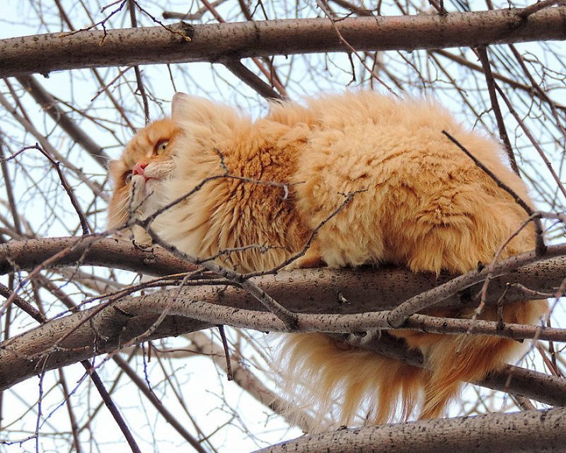 Кошландия — огромная семья сибирских кошек, живущая в Барнауле