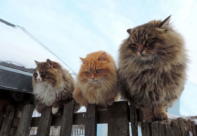 Кошландия &amp;mdash; огромная семья сибирских кошек, живущая в Барнауле