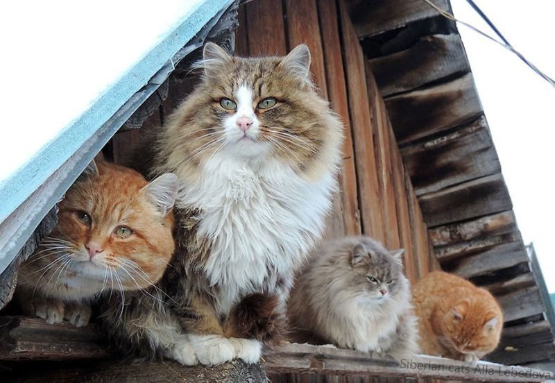 Кошландия — огромная семья сибирских кошек, живущая в Барнауле