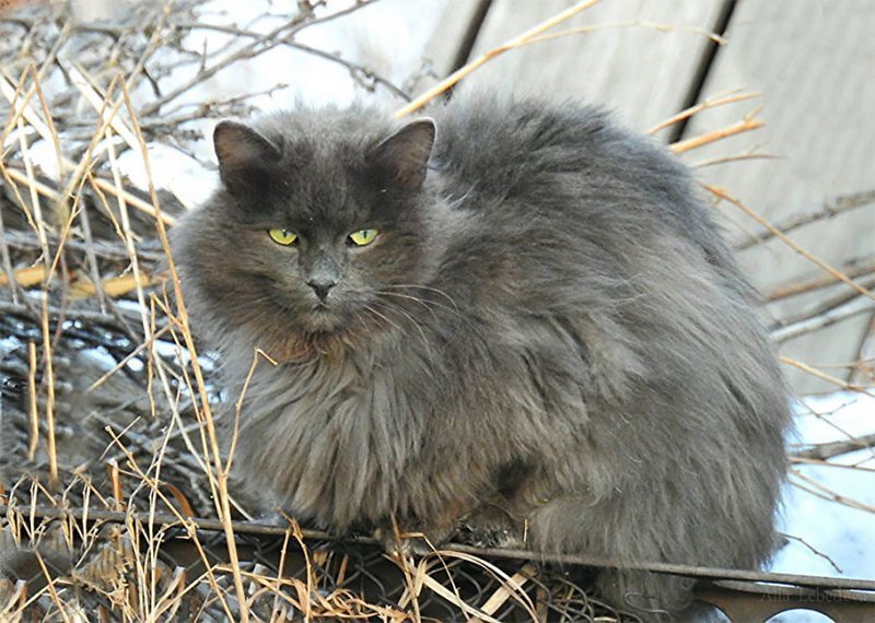 Кошландия — огромная семья сибирских кошек, живущая в Барнауле