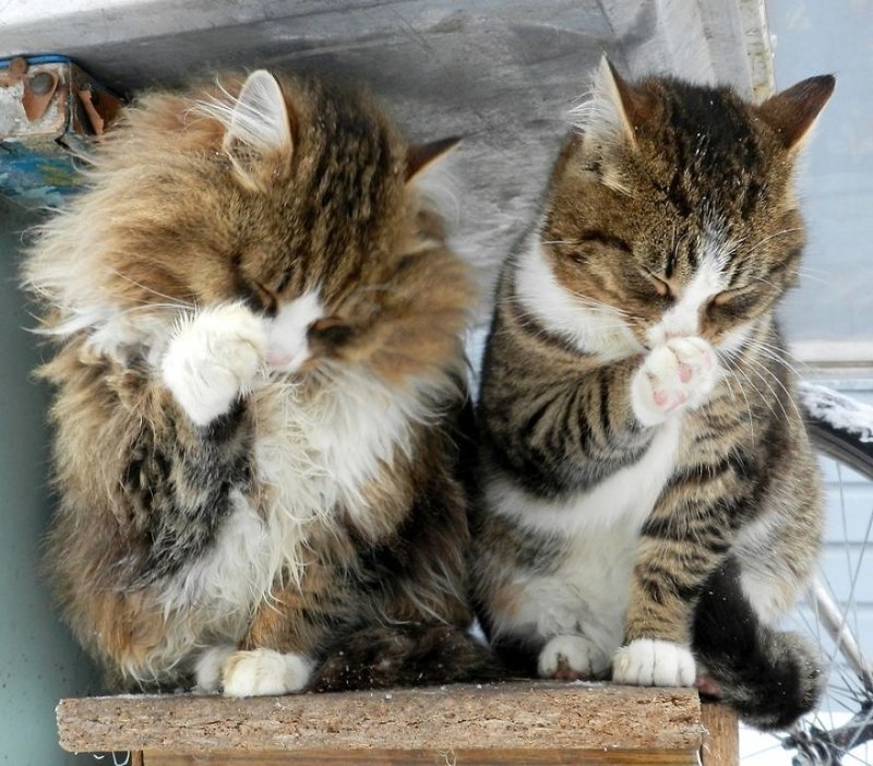 Кошландия — огромная семья сибирских кошек, живущая в Барнауле