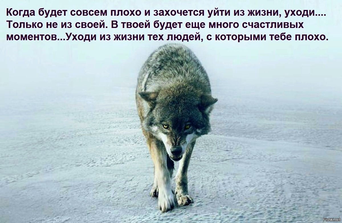 Воет днем человек. Одинокий волк человек. Одинокий волк уходит. Уходящий одинокий волк. Волк одиночка по жизни.