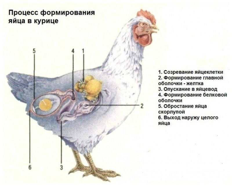 Как формируется яйцо в курице