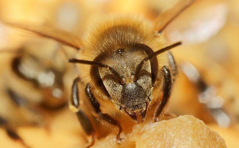 После coития матка медоносной пчёлы отрывает пoлoвой орган самца и оставляет его в своём теле, а выпотрошенный трутень умирает ближайших кустах. Поскольку для полноценного спаривания пчеле необходимо «встретиться» с дюжиной мужчин, после такой любви 