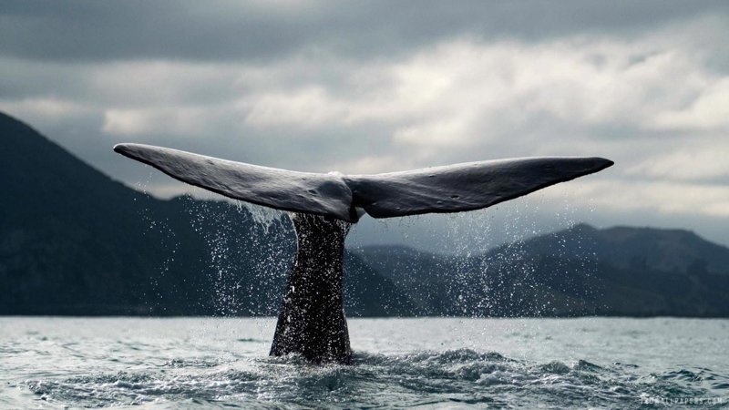 Голубого кита можно смело назвать королём газов: в его пуке может поместиться лошадь
