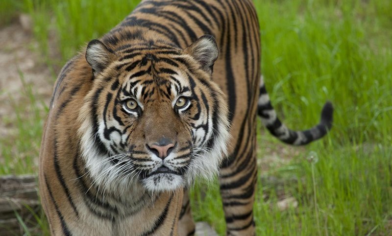 Самое мстительное и злопамятное животное вовсе не человек, а тигр, поэтому характер Шерхана — не художественный вымысел
