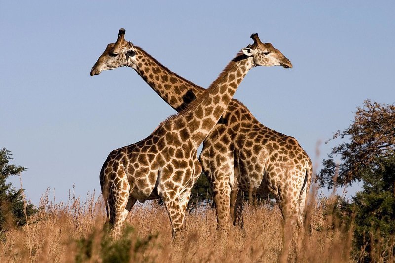 Созерцаете умилительную картину, когда два жирафа грациозно танцуют, нежно обвивая друг друга длинными шеями? В 94 % случаев вы имеете честь наблюдать ceксуальные игры двух самцов