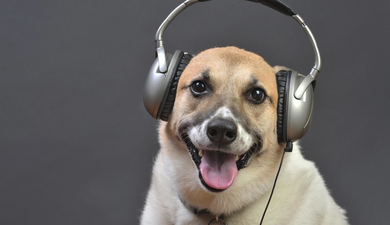 Собаки — те ещё меломаны, и личные музыкальные предпочтения могут сильно отличаться, однако исследования показали, что музыка в стиле рэгги твёрдо занимает первое место во всех собачьих хит-парадах