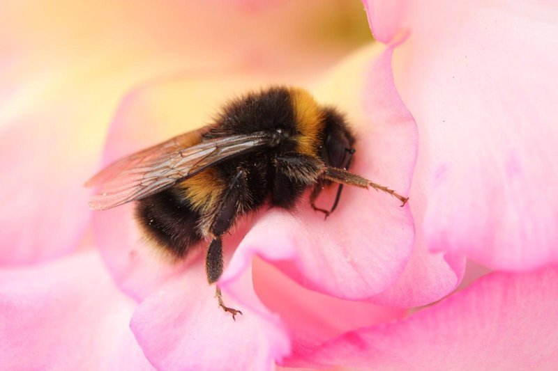 В разгар рабочего дня во время сбора нектара пчела может заснуть внутри цветка