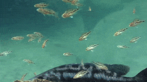 Гифки дня Гифки дня