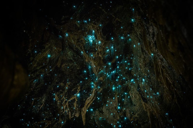Чудеса Новой Зеландии: светлячки превратили своды пещер Вайтомо в звездное небо