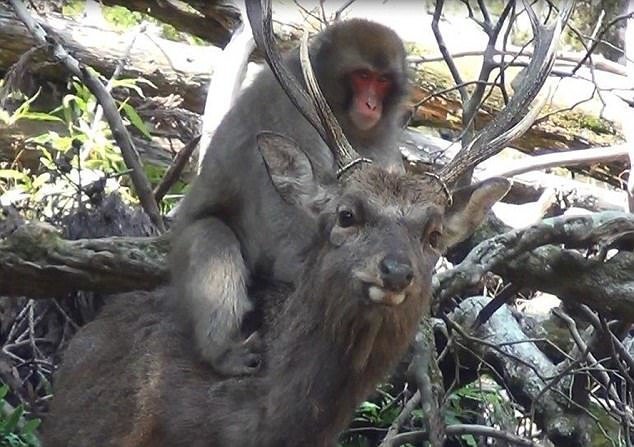 Японские снежные обезьяны учатся заниматься сексом с пятнистыми оленями