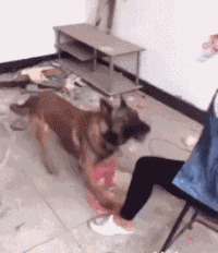 Спас хозяйку