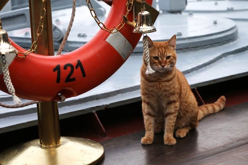 2 место: котик, принимавший участие в походе боевых кораблей ВМФ России к берегам Сирии