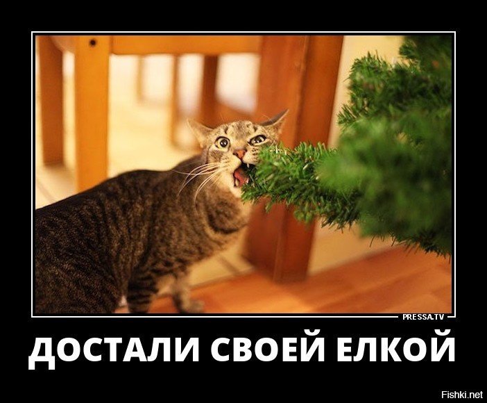 кот завалил елку. завтрак 1 января. смешной дом. статусы про новый год. в ожидании новогоднего чуда.