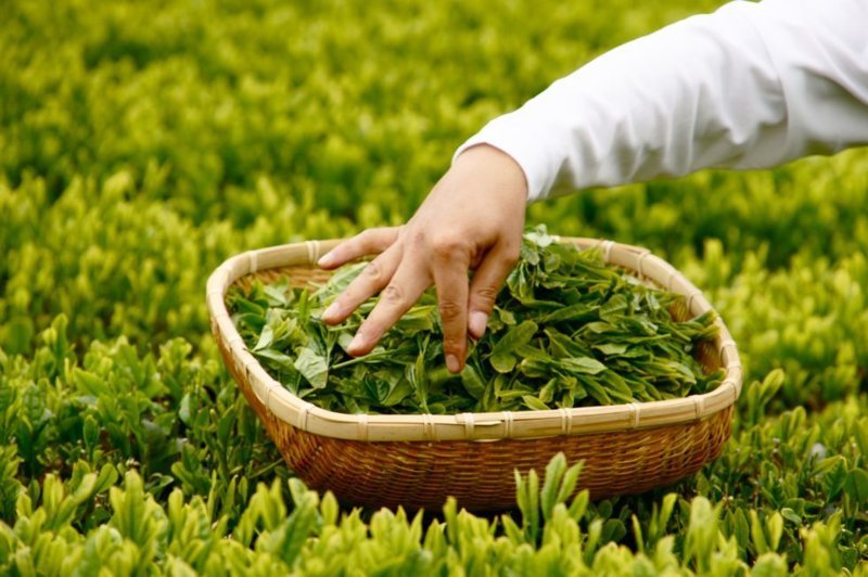 1. Бирма - единственное государство в мире, где едят маринованные чайные листья