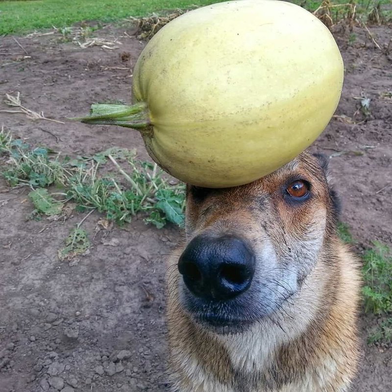 Эта собака может держать на своей голове абсолютно всё что угодно. Вообще всё!