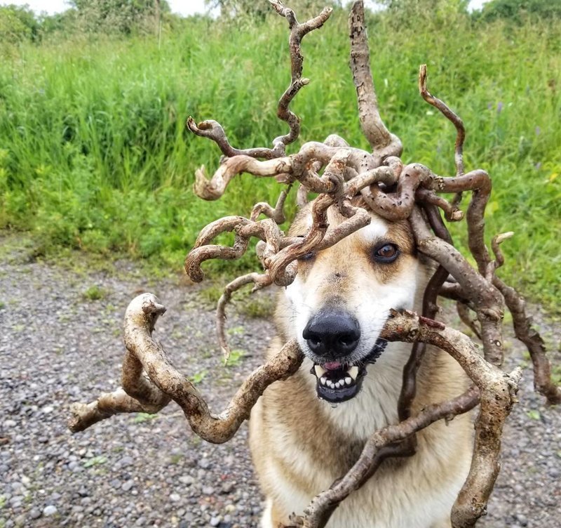 Эта собака может держать на своей голове абсолютно всё что угодно. Вообще всё!