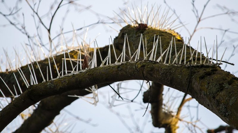 В Великобритании на деревьях закрепили шипы, чтобы птицы не гадили на припаркованные автомобили
