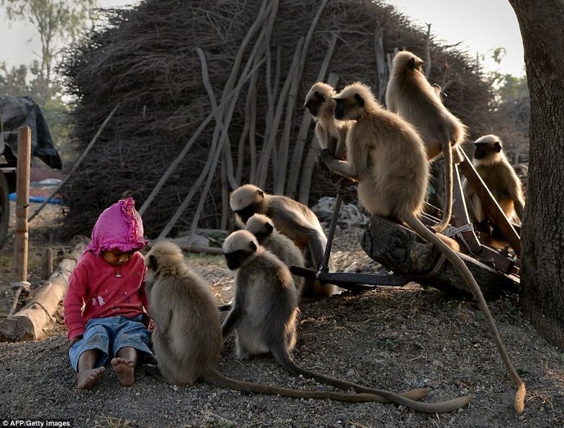 Современный Маугли: в Индии двухлетний мальчик подружился со стаей обезьян