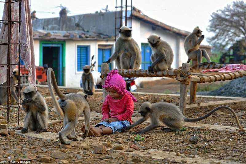 Современный Маугли: в Индии двухлетний мальчик подружился со стаей обезьян