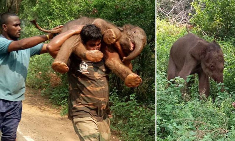 Индийского слонёнка спасли из канавы и отнесли к маме.. на плечах!