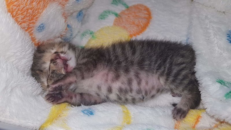 Бетти Би — новорожденная двуликая кошка-Янус