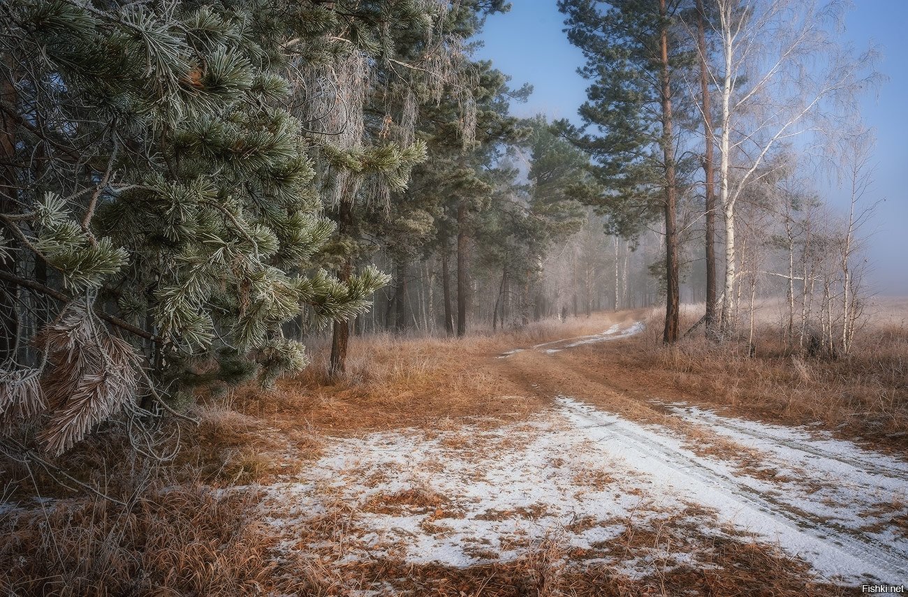 Лес серебряных погода. Ноябрьский лес. Лес в ноябре. Сосновый лес в ноябре. Лес в конце ноября.