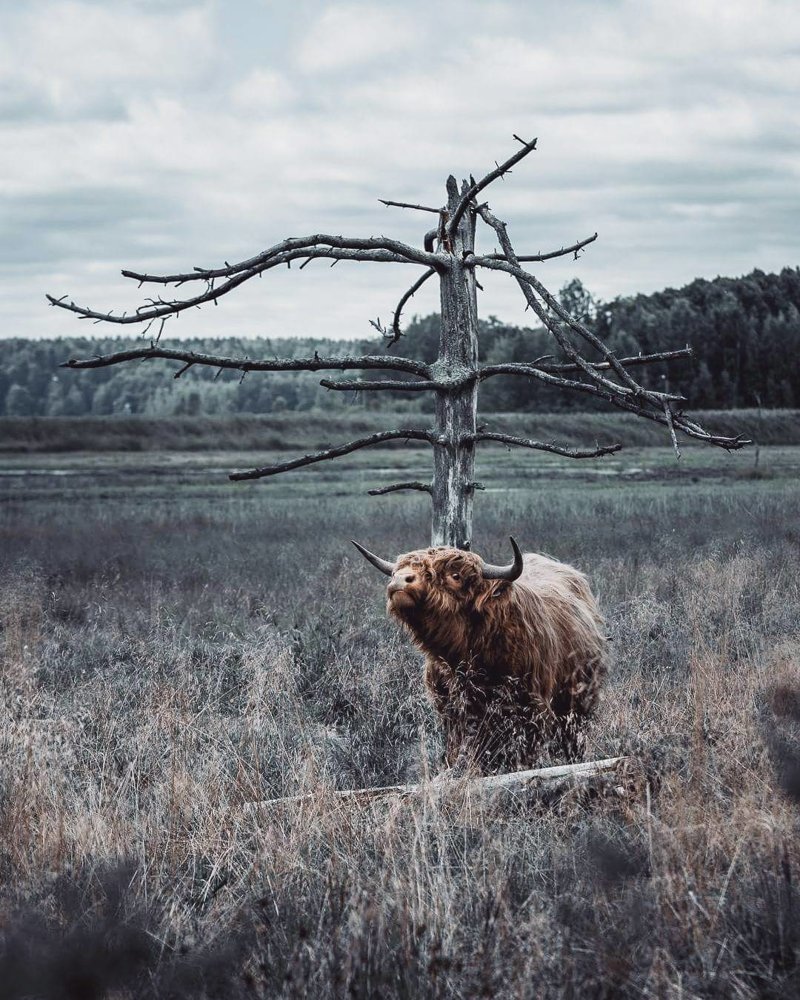 «Дикие земли Финляндии»: сновидческие портреты животных от Иоахима Мунтера